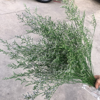 Preserved Limonium Grass-08