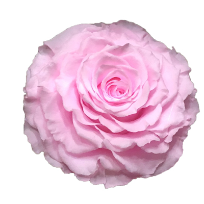 9-10CM Big Size preserved Rose head(1pcs-box)-17