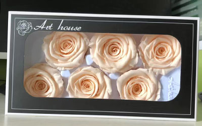 5-6CM (6pcs-box) Solid color preserved rose head-Champagne Color