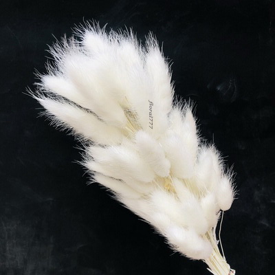 Dried Lagurus ovatus-Bunny Tails-02