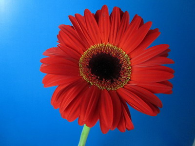 Fresh Cut Flowers-Gerbera Flower-01