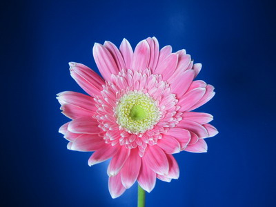 Fresh Cut Flowers-Gerbera Flower-05