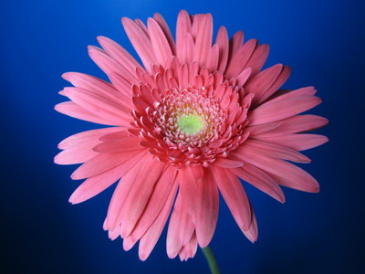 Fresh Cut Flowers-Gerbera Flower-04