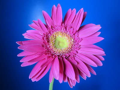 Fresh Cut Flowers-Gerbera Flower-10