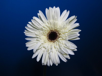 Fresh Cut Flowers-Gerbera Flower-09