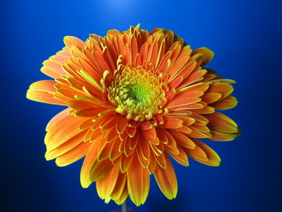 Fresh Cut Flowers-Gerbera Flower-07