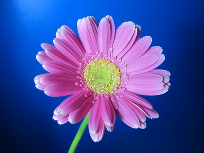 Fresh Cut Flowers-Gerbera Flower-08