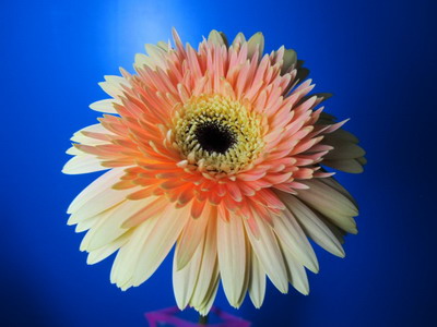 Fresh Cut Flowers-Gerbera Flower-03