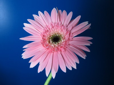 Fresh Cut Flowers-Gerbera Flower-06