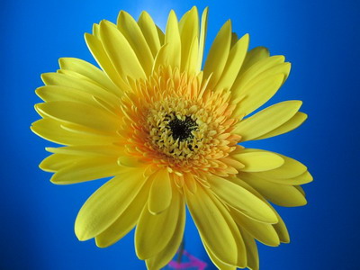 Fresh Cut Flowers-Gerbera Flower-02