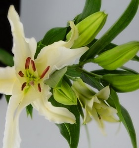 Fresh Cut flowers Lily-Siberia
