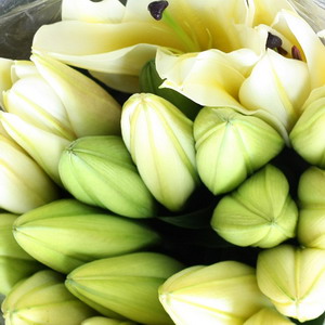 Fresh Cut flowers Lily-Yellow King
