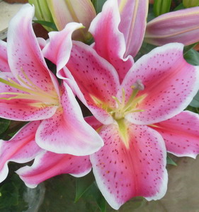 Fresh Cut flowers Lily-Tiber