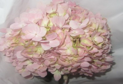 Fresh Cut Flowers Hydrangeas-05