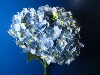 Fresh Cut Flowers Hydrangeas-03