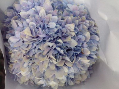 Fresh Cut Flowers Hydrangeas-08