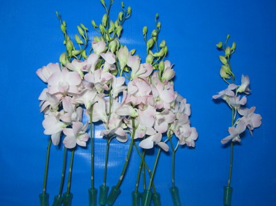 Fresh Cut Baby Orchids-02