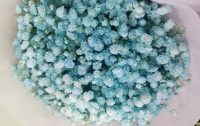 Baby's Breath Flower（Gypsophila)-06