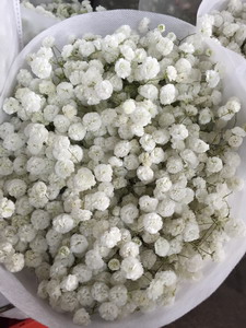 Baby's Breath Flower（Gypsophila)-10