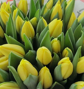 Fresh Cut Flower-Tulip-05