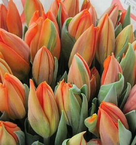 Fresh Cut Flower-Tulip-04