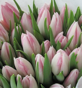 Fresh Cut Flower-Tulip-01