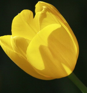 Fresh Cut Flower-Tulip-11