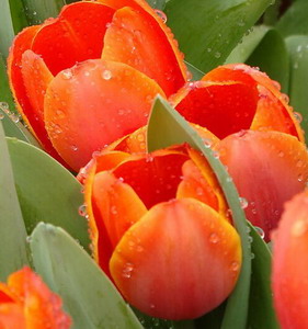 Fresh Cut Flower-Tulip-08