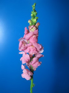 Snapdragon Flower-Antirrhinum Majus-03