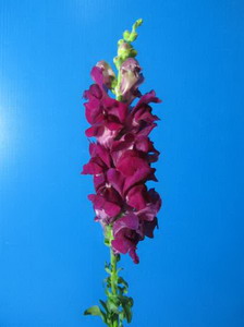 Snapdragon Flower-Antirrhinum Majus-01