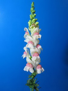 Snapdragon Flower-Antirrhinum Majus-02