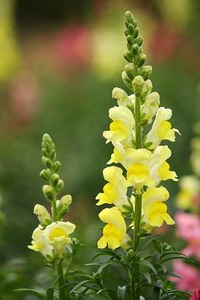 Snapdragon Flower-Antirrhinum Majus-05