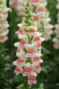 Snapdragon Flower-Antirrhinum Majus-08