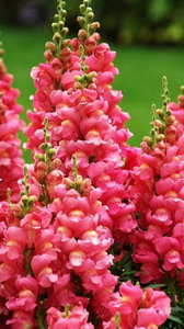 Snapdragon Flower-Antirrhinum Majus-06