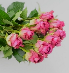 Fresh Cut Flower Rose -Cool Beauty