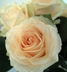Fresh Cut Flower Rose -Peach Avalanche