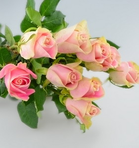Fresh Cut Flower Rose -Malia