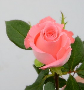 Fresh Cut Flower Rose -Diana (2)