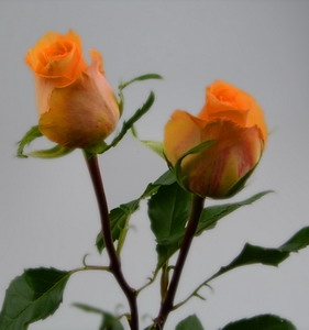Fresh Cut Flower Rose -Queen's Day