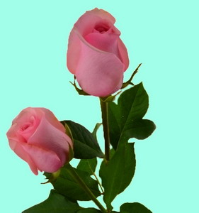 Fresh Cut Flower Rose -Nirvana