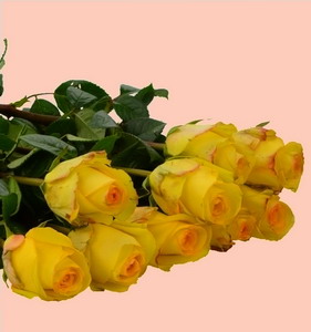 Fresh Cut Flower Rose -Yellow Crown