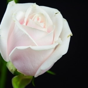 Fresh Cut Flower Rose -Pink Avalanche