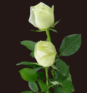Fresh Cut Flower Rose -Vendela
