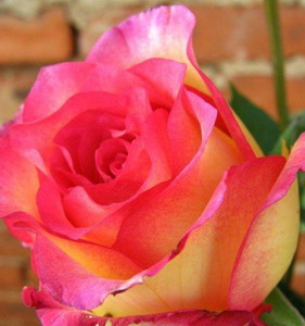 Fresh Cut Flower Rose -Double Pink