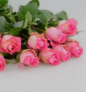 Fresh Cut Flower Rose -Wake UP Rose