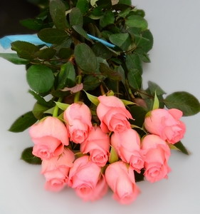 Fresh Cut Flower Rose -Diana