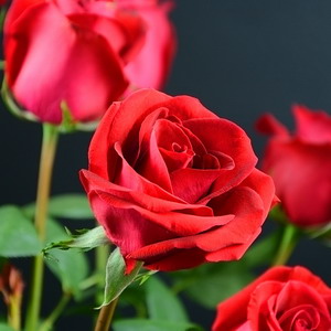 Fresh Cut Flower Rose -Carola