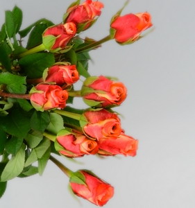 Fresh Cut Flower Rose -Golden Rose