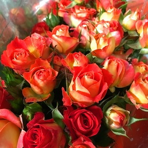 Fresh Cut Flowers-Spray Roses-05