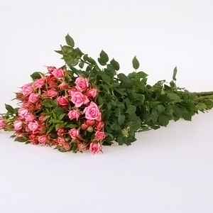 Fresh Cut Flowers-Spray Roses-07